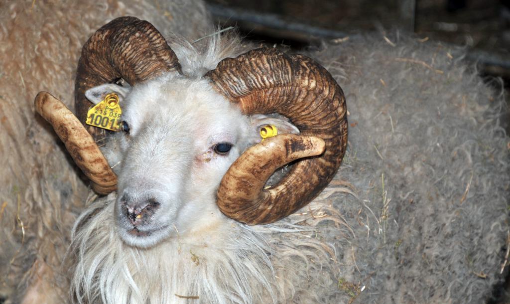 ferme de flo – Copie