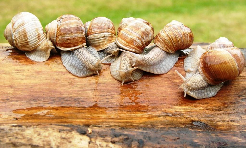 Escargots d&amp;#x27;Armeau à déguster avec la Vallée de l&amp;#x27;Yonne