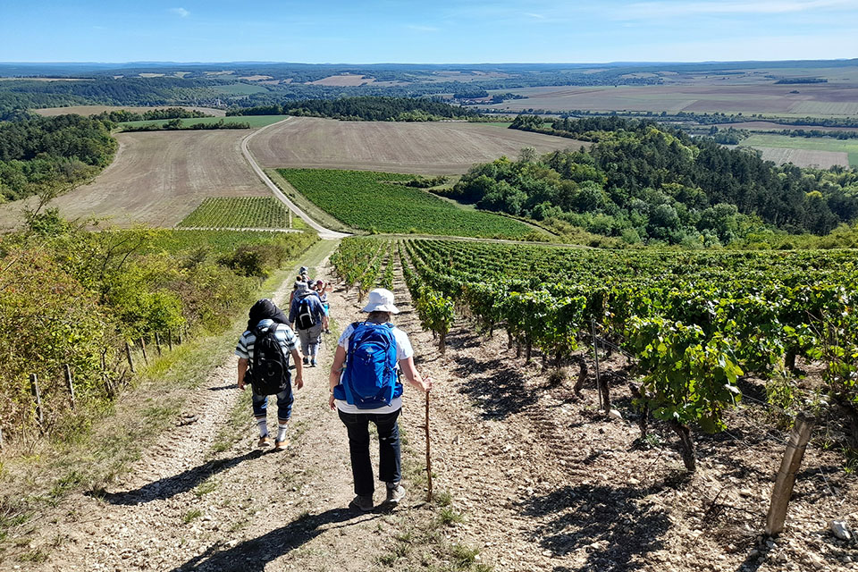 Randonnée pédestre au cœur des vignobles de Bourgogne, près de la Vallée de l’Yonne